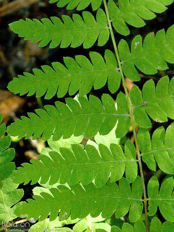 Thelypteris palustris - Folha | Miguel Porto; CC BY-NC 4.0