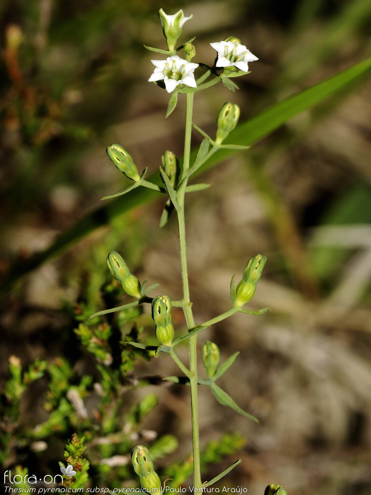 Thesium pyrenaicum pyrenaicum - Flor (geral) | Paulo Ventura Araújo; CC BY-NC 4.0