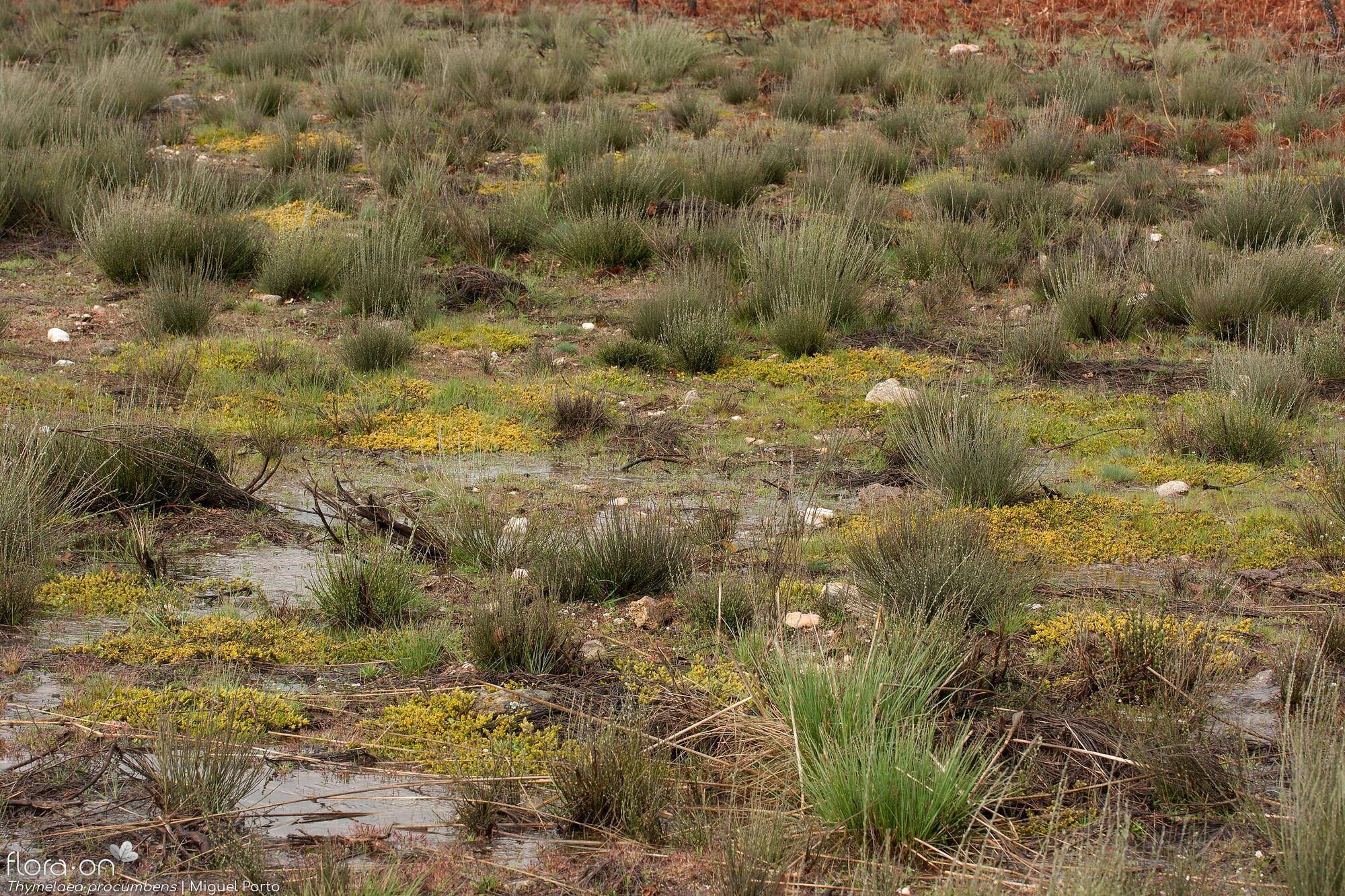 Thymelaea procumbens - Habitat | Miguel Porto; CC BY-NC 4.0