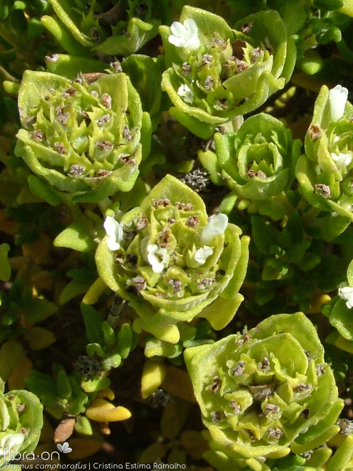 Thymus camphoratus - Flor (geral) | Cristina Estima Ramalho; CC BY-NC 4.0
