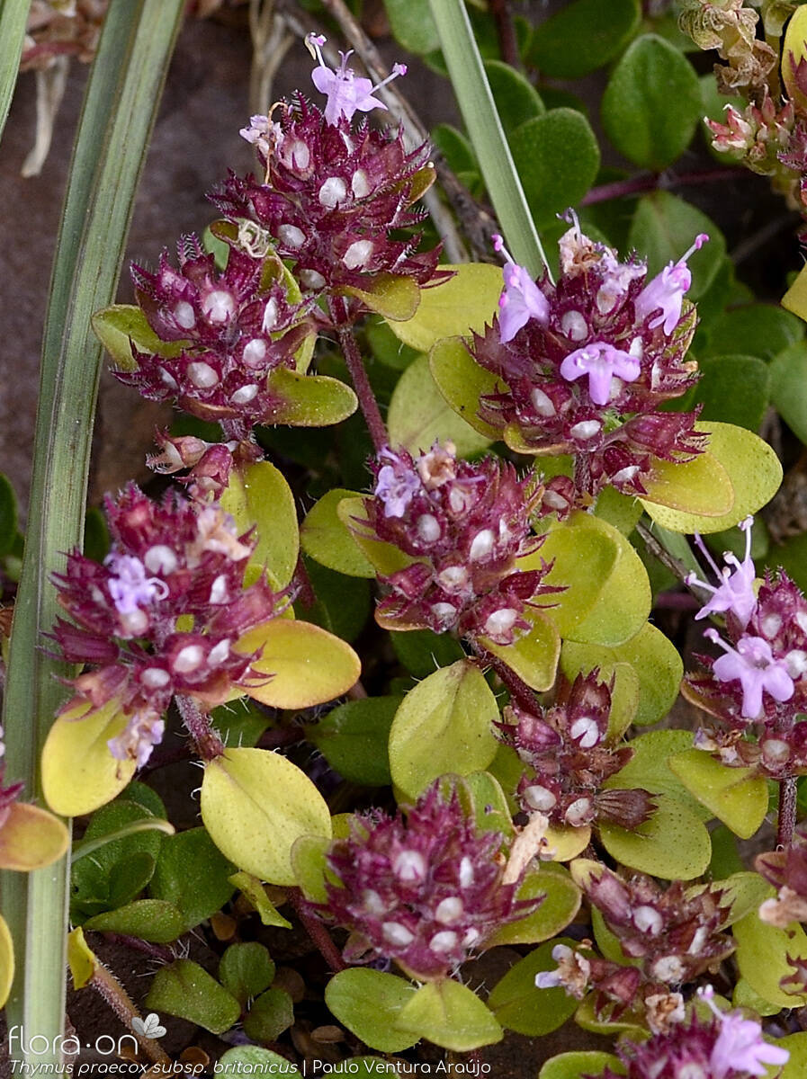 Thymus praecox britanicus - Flor (geral) | Paulo Ventura Araújo; CC BY-NC 4.0