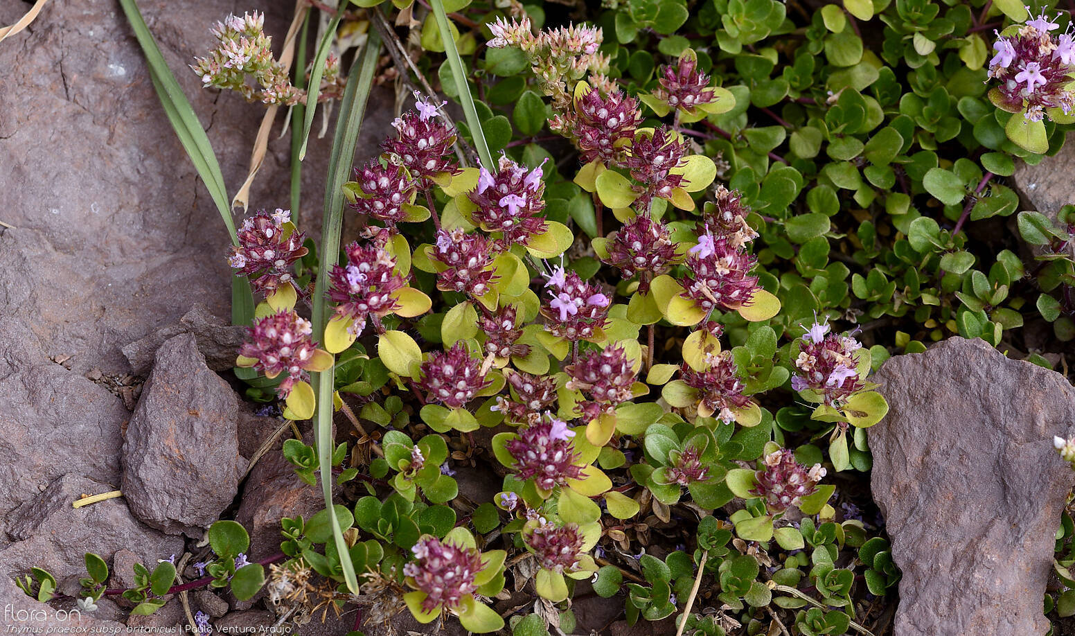 Thymus praecox britanicus - Hábito | Paulo Ventura Araújo; CC BY-NC 4.0