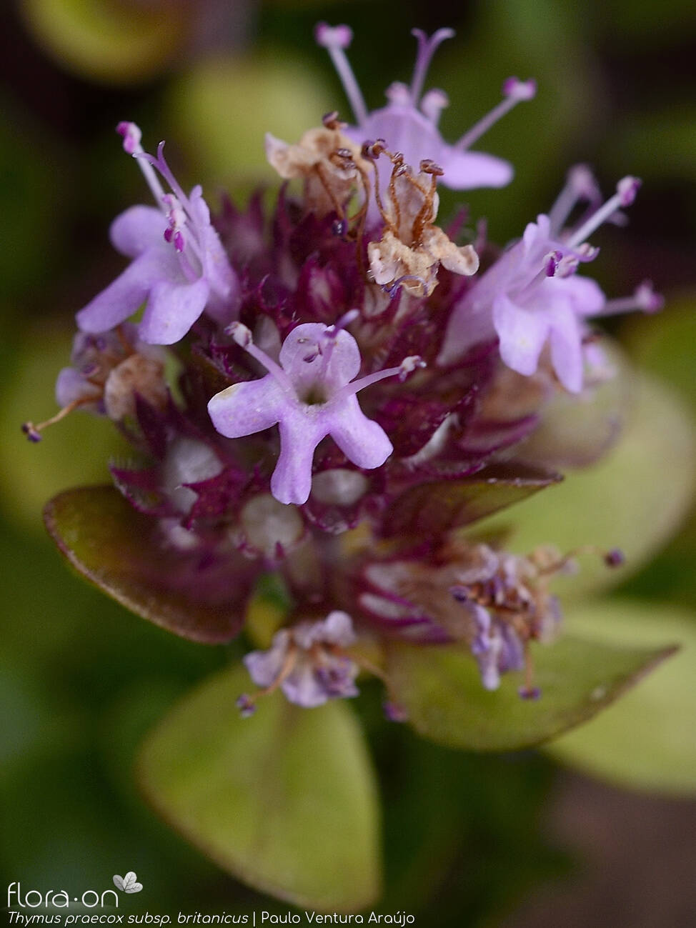 Thymus praecox britanicus - Flor (close-up) | Paulo Ventura Araújo; CC BY-NC 4.0