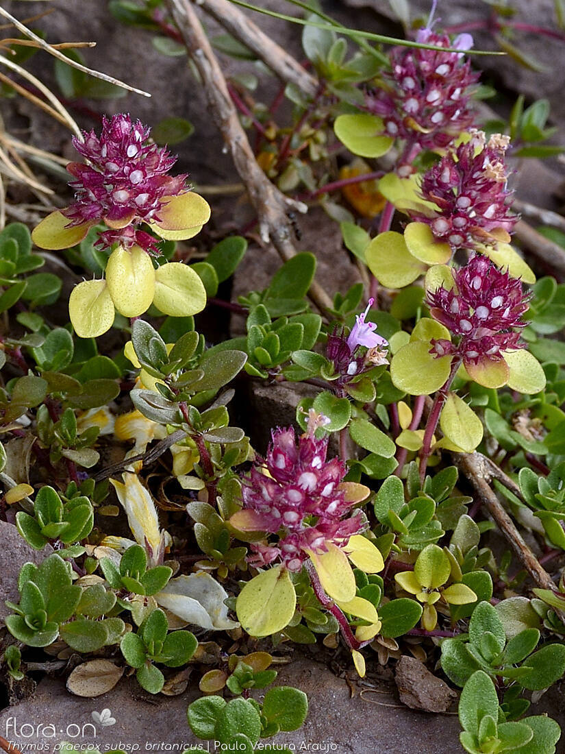 Thymus praecox britanicus - Hábito | Paulo Ventura Araújo; CC BY-NC 4.0