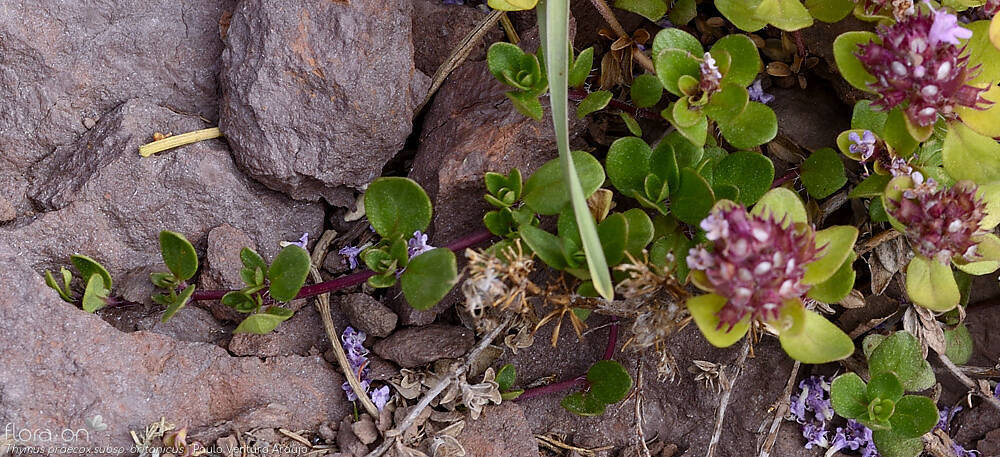 Thymus praecox britanicus - Folha (geral) | Paulo Ventura Araújo; CC BY-NC 4.0