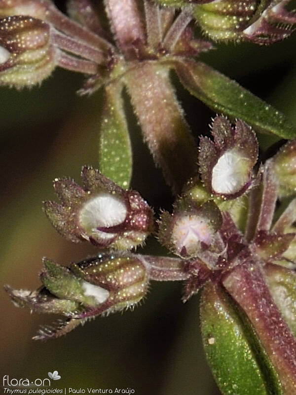 Thymus pulegioides - Flor (close-up) | Paulo Ventura Araújo; CC BY-NC 4.0