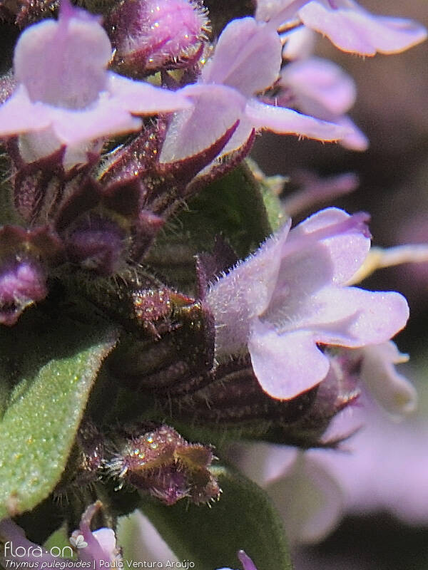 Thymus pulegioides - Flor (close-up) | Paulo Ventura Araújo; CC BY-NC 4.0