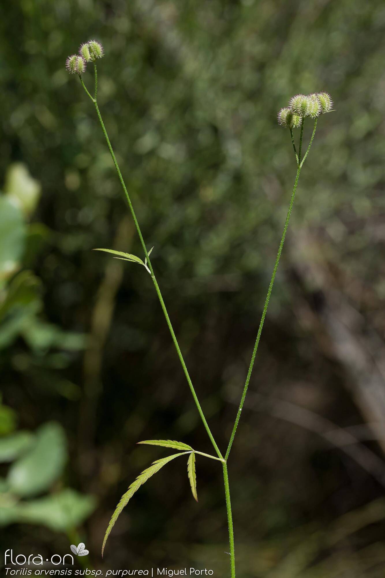 Torilis arvensis - Flor (geral) | Miguel Porto; CC BY-NC 4.0