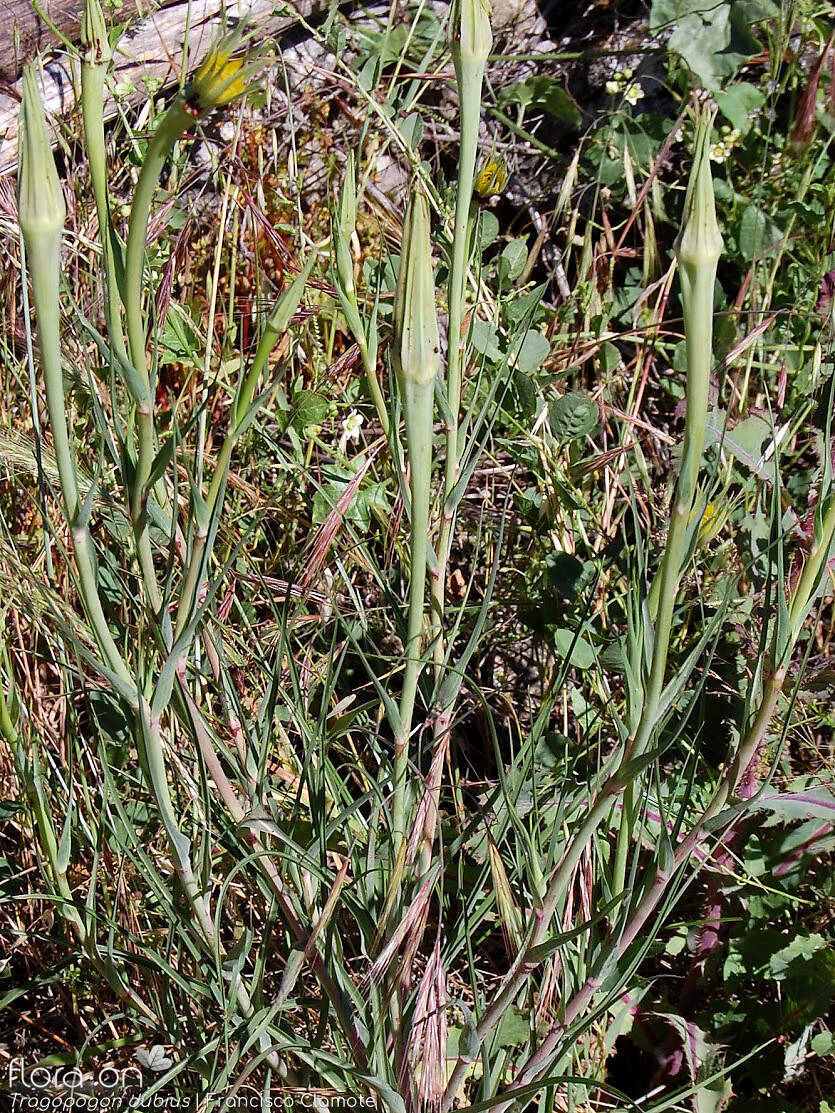 Tragopogon dubius - Hábito | Francisco Clamote; CC BY-NC 4.0
