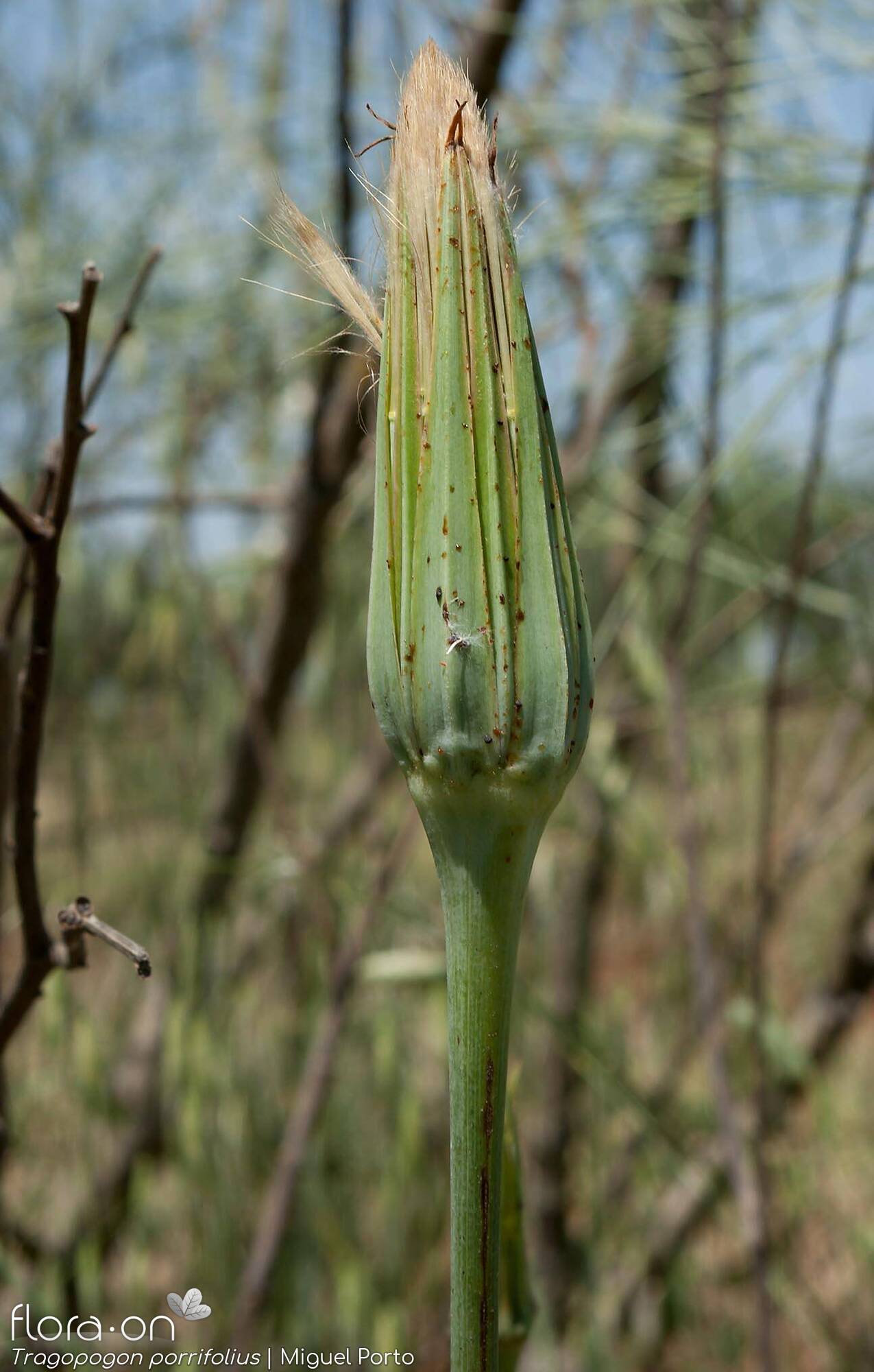 Tragopogon porrifolius - Capítulo | Miguel Porto; CC BY-NC 4.0