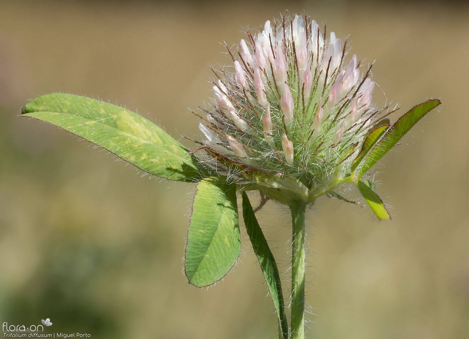 Trifolium diffusum - Flor (geral) | Miguel Porto; CC BY-NC 4.0