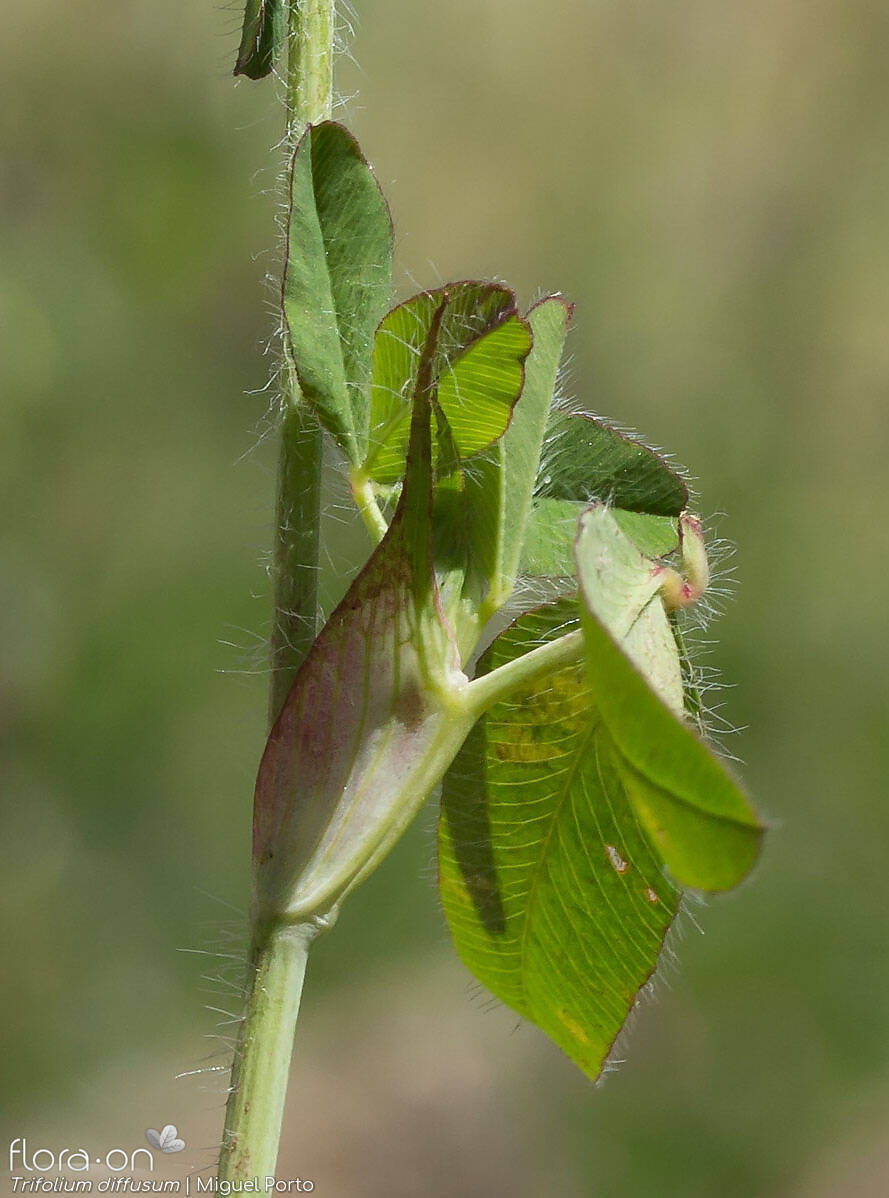 Trifolium diffusum - Folha | Miguel Porto; CC BY-NC 4.0