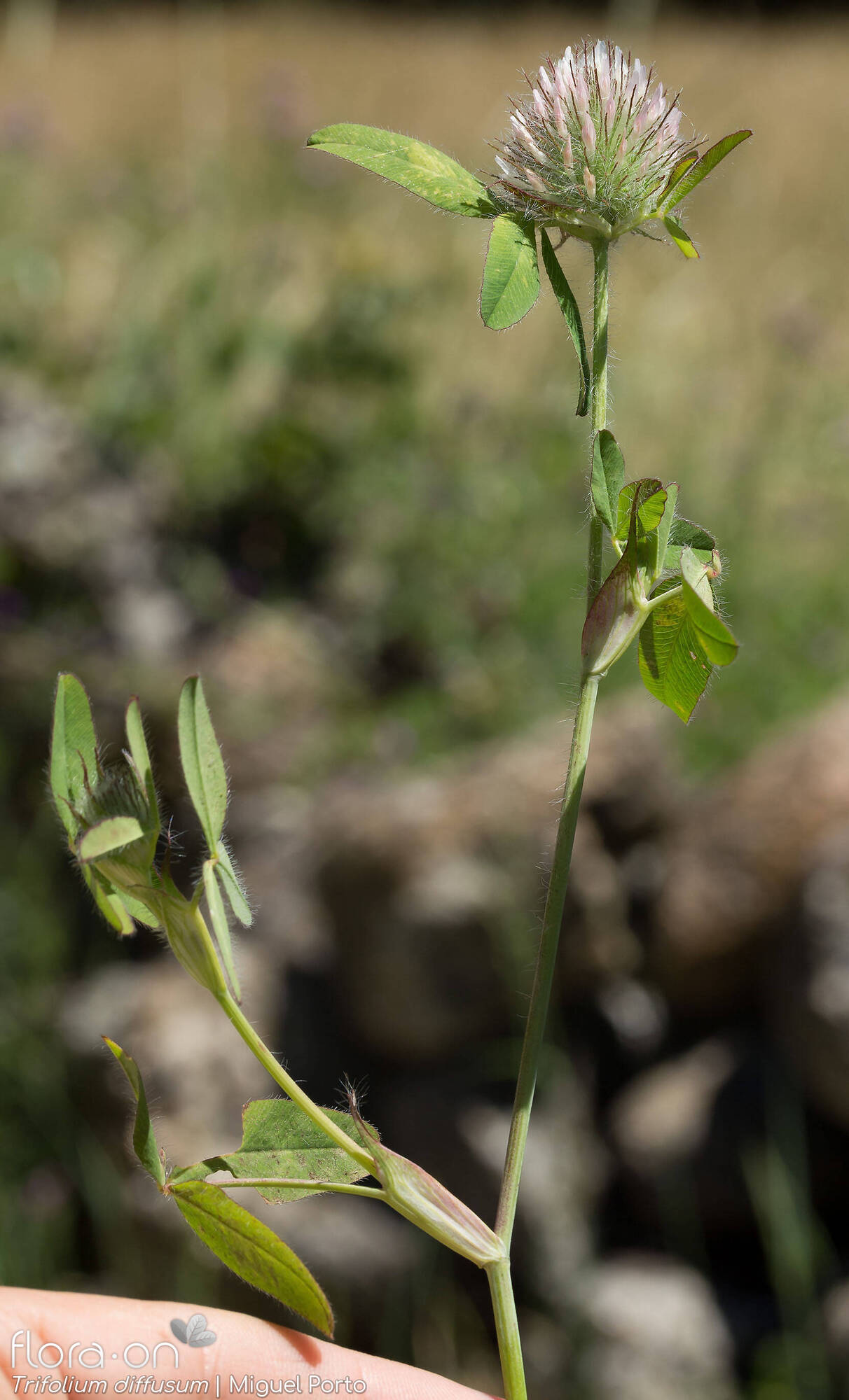 Trifolium diffusum - Hábito | Miguel Porto; CC BY-NC 4.0