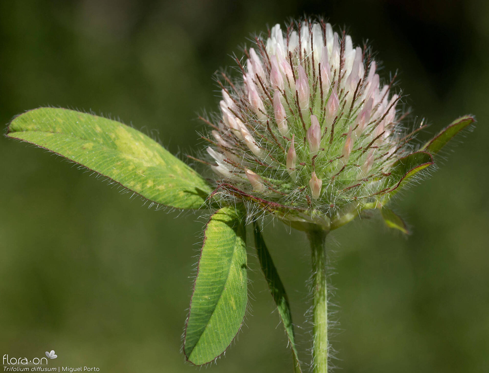 Trifolium diffusum - Flor (geral) | Miguel Porto; CC BY-NC 4.0