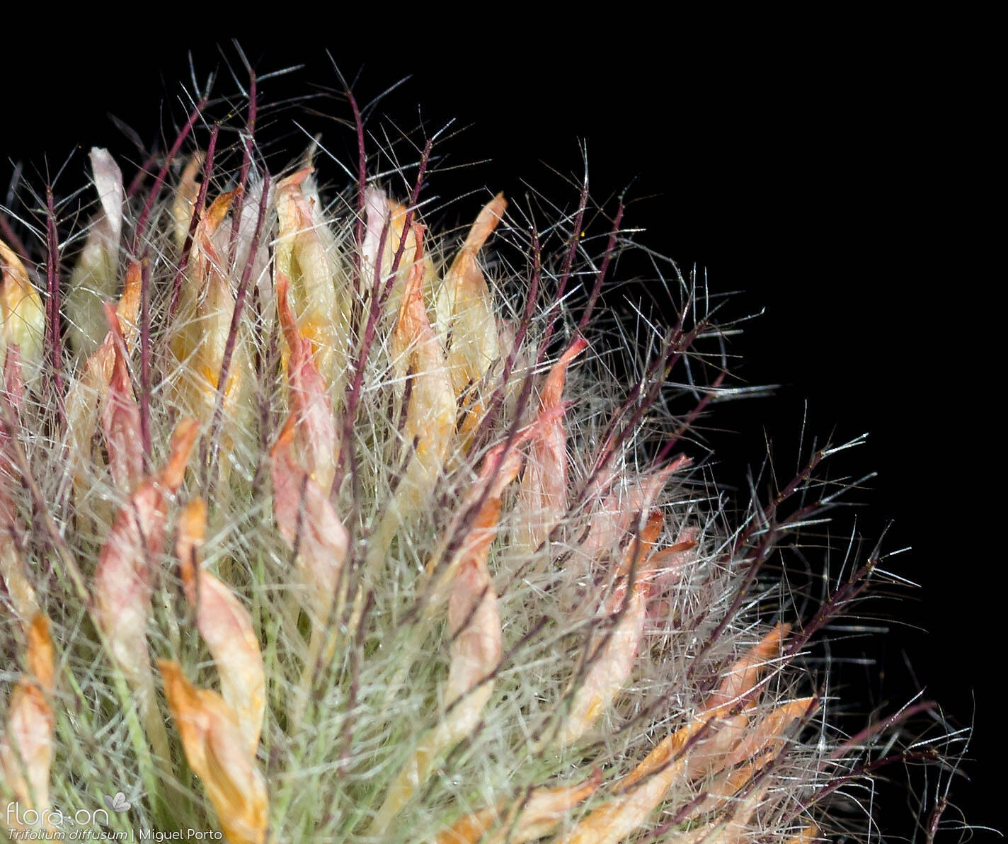 Trifolium diffusum - Flor (close-up) | Miguel Porto; CC BY-NC 4.0