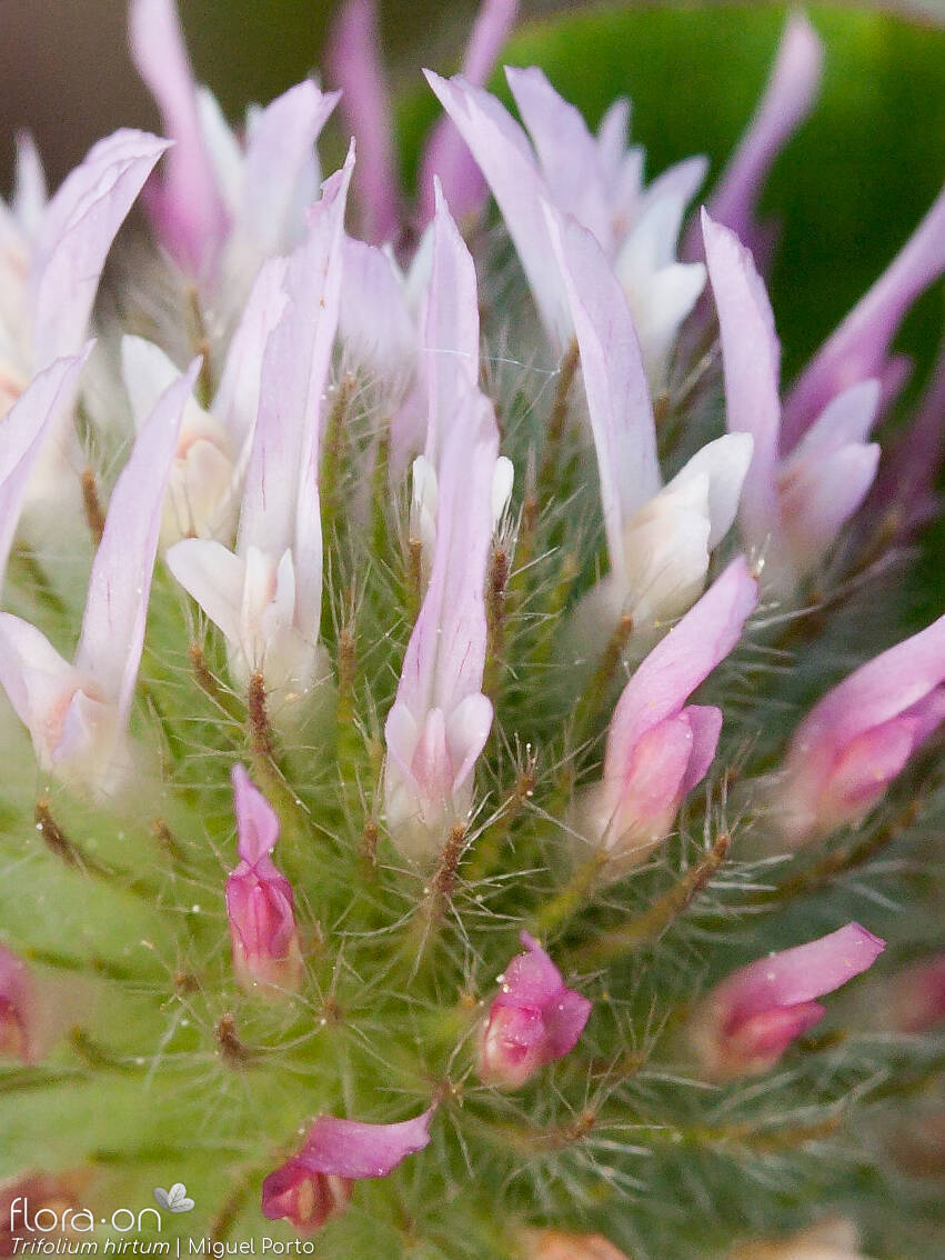 Trifolium hirtum - Flor (close-up) | Miguel Porto; CC BY-NC 4.0