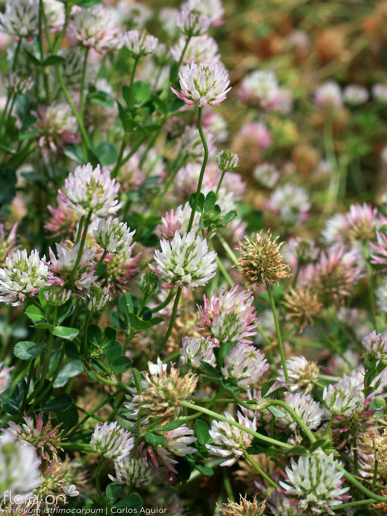 Trifolium isthmocarpum - Flor (geral) | Carlos Aguiar; CC BY-NC 4.0