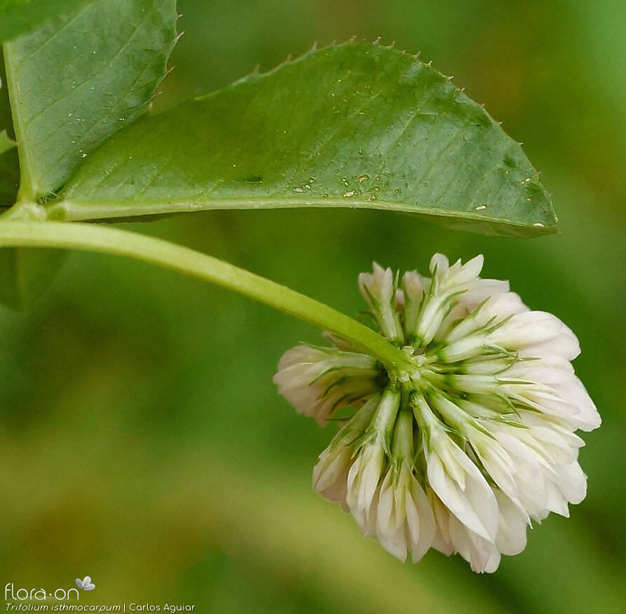 Trifolium isthmocarpum - Flor (geral) | Carlos Aguiar; CC BY-NC 4.0