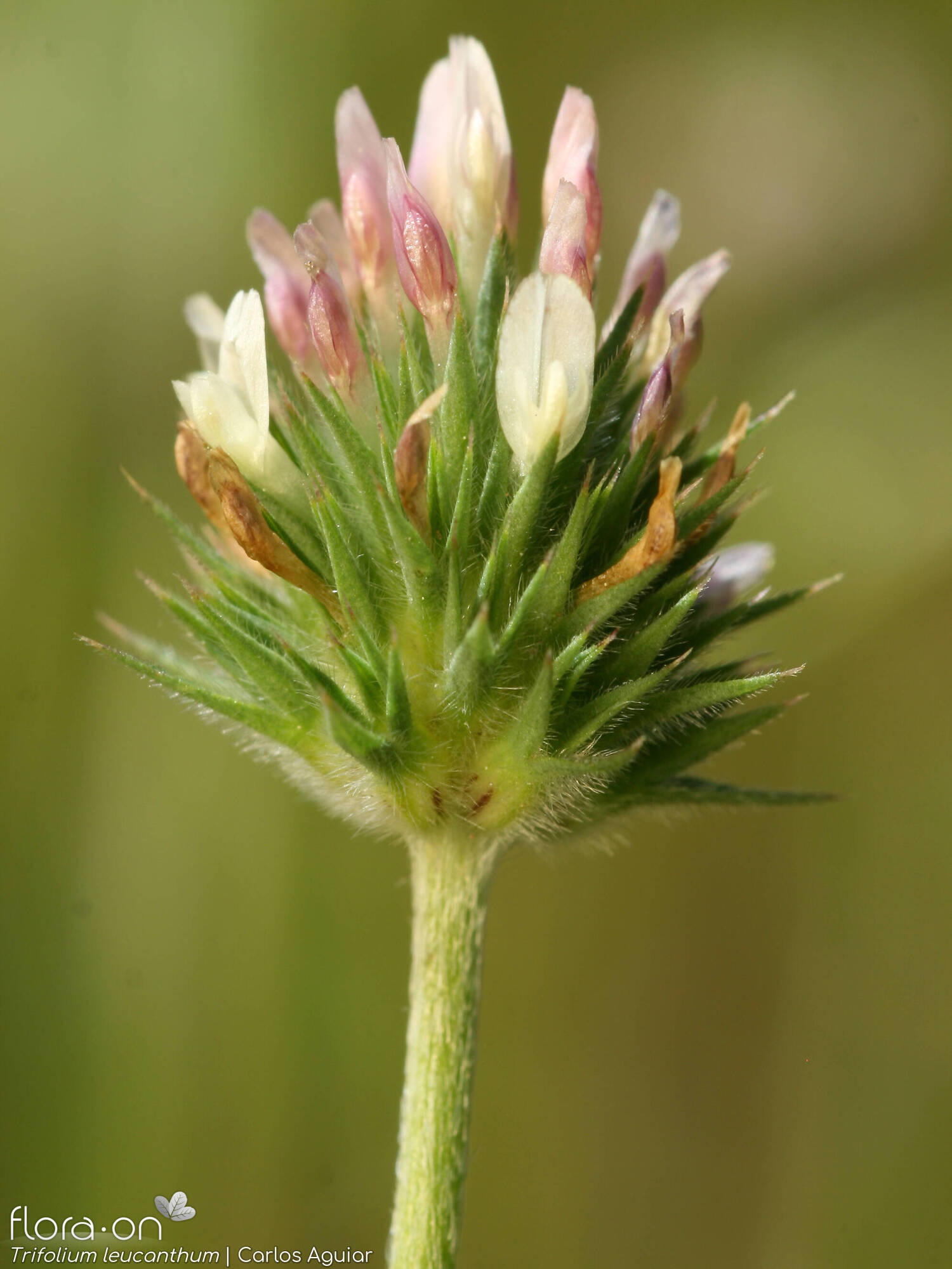 Trifolium leucanthum - Flor (geral) | Carlos Aguiar; CC BY-NC 4.0