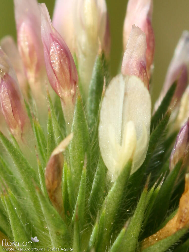 Trifolium leucanthum - Flor (close-up) | Carlos Aguiar; CC BY-NC 4.0