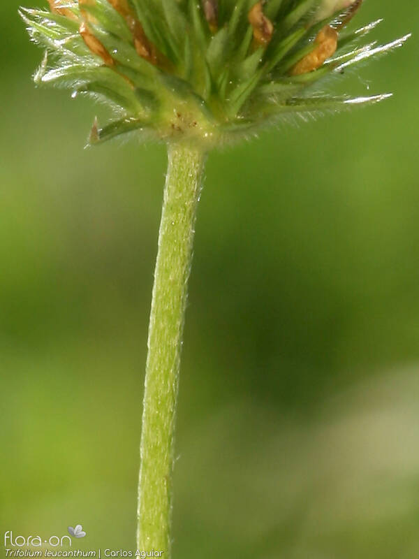 Trifolium leucanthum - Caule | Carlos Aguiar; CC BY-NC 4.0