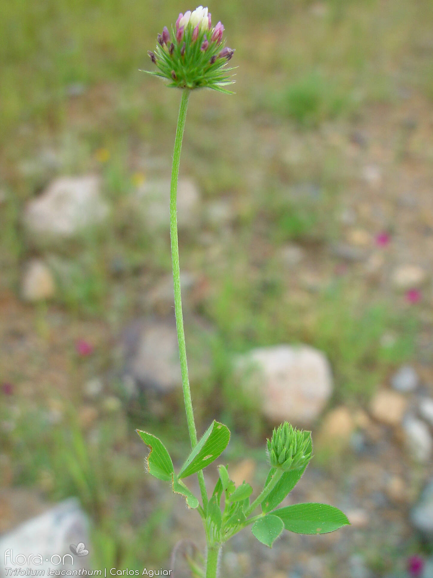Trifolium leucanthum - Hábito | Carlos Aguiar; CC BY-NC 4.0