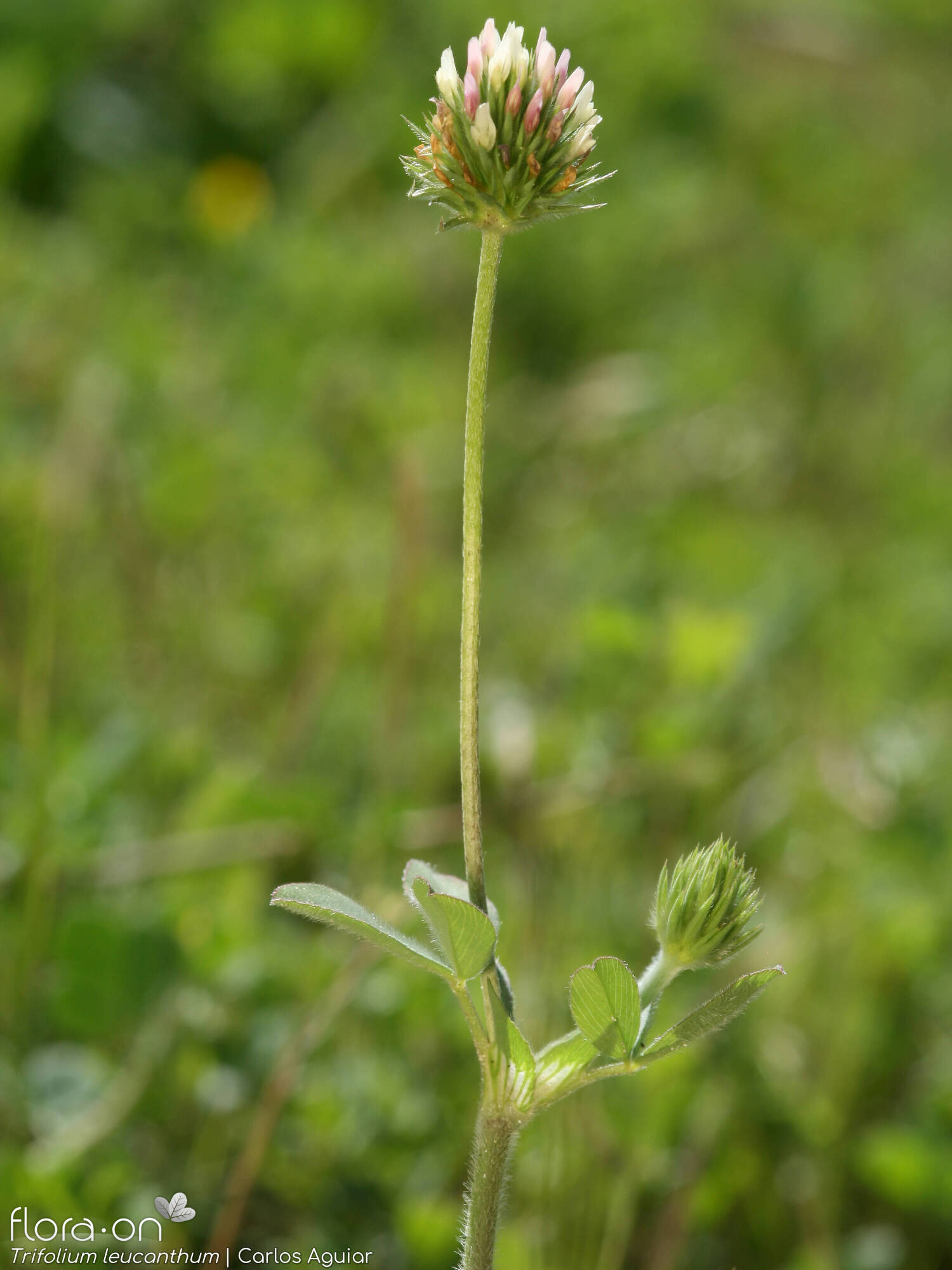Trifolium leucanthum - Hábito | Carlos Aguiar; CC BY-NC 4.0