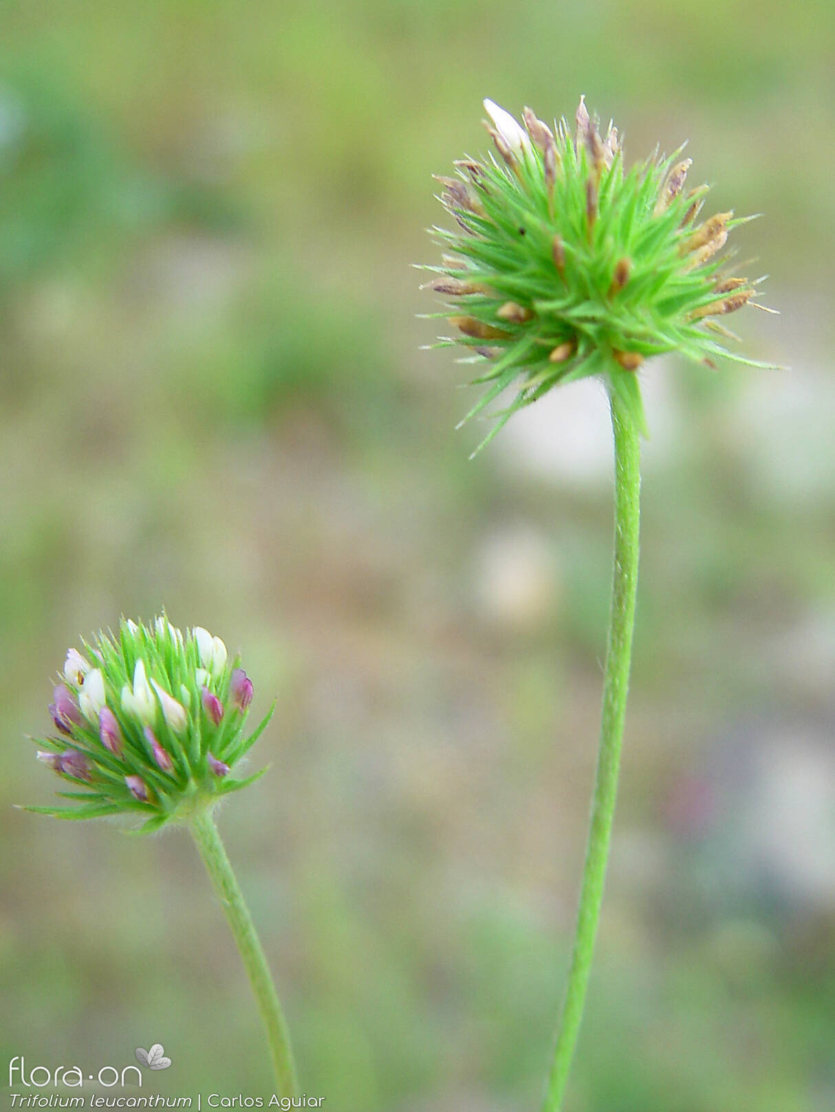 Trifolium leucanthum - Flor (geral) | Carlos Aguiar; CC BY-NC 4.0