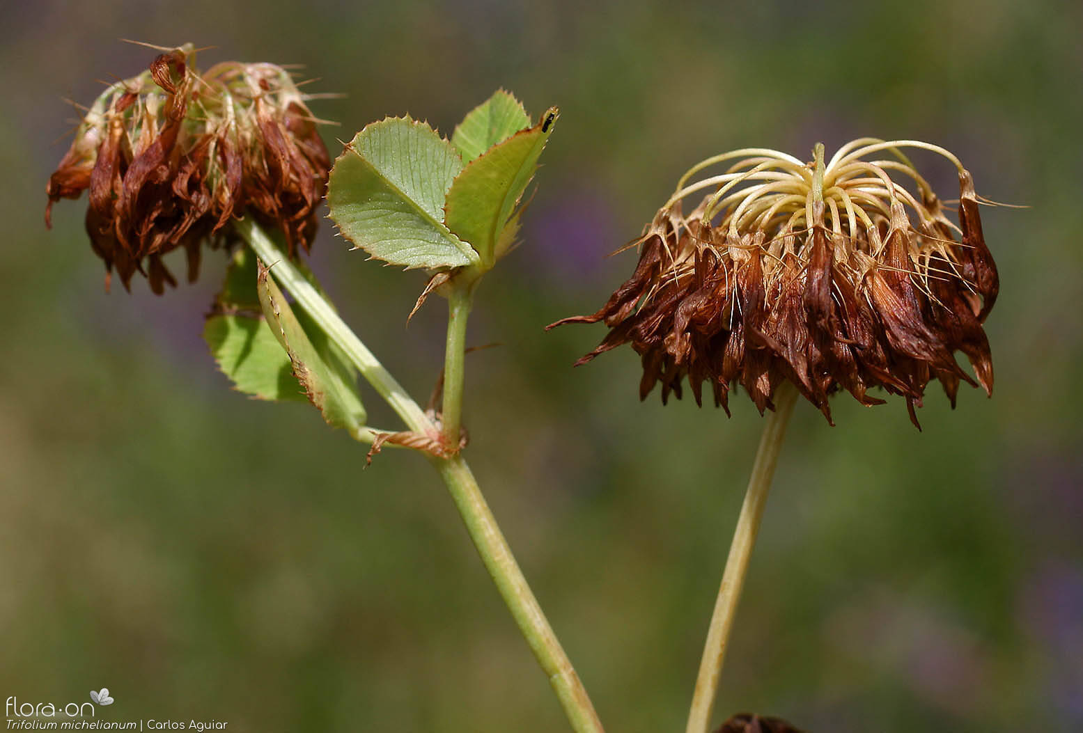 Trifolium michelianum - Flor (geral) | Carlos Aguiar; CC BY-NC 4.0