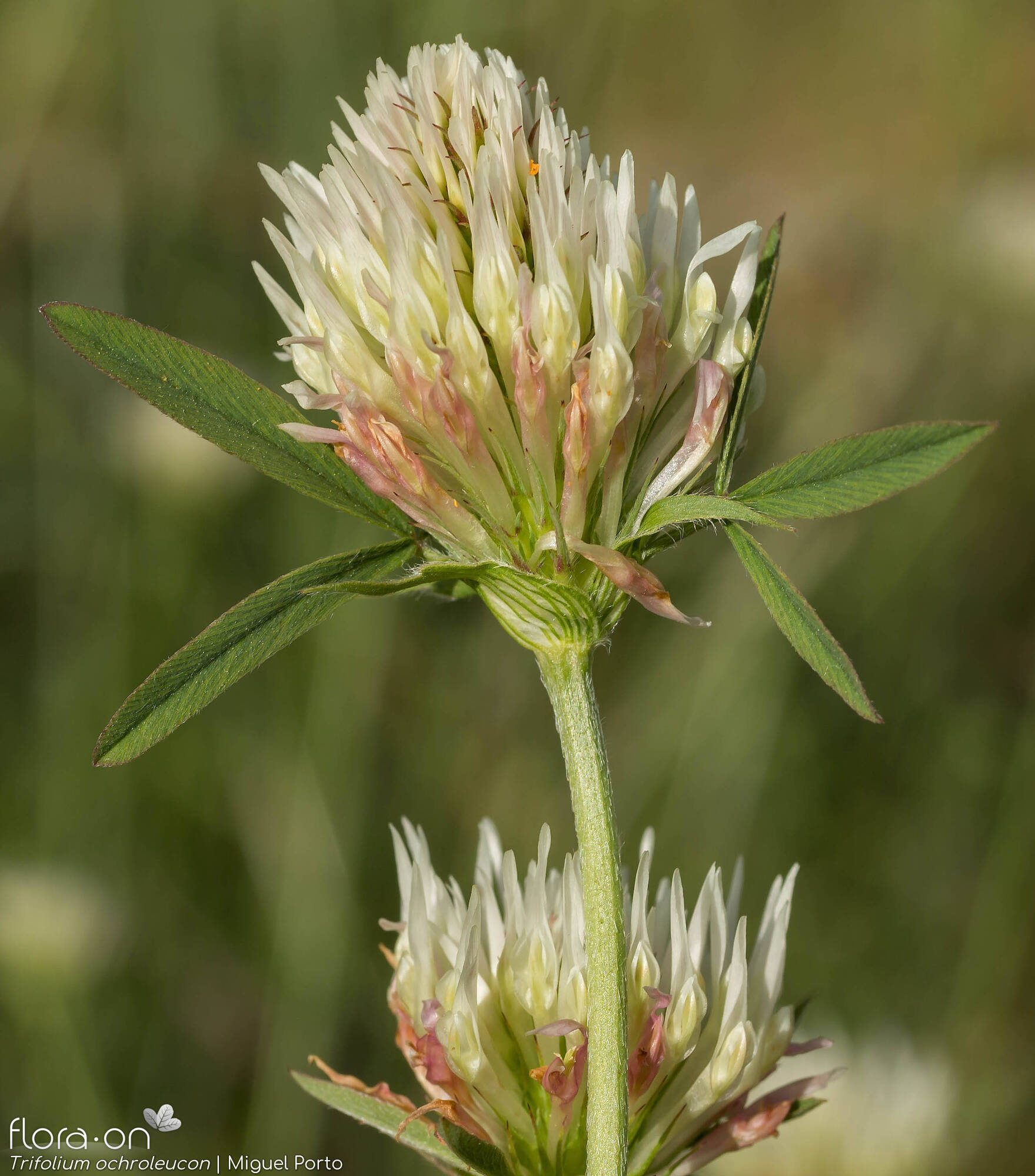 Trifolium ochroleucon - Flor (geral) | Miguel Porto; CC BY-NC 4.0