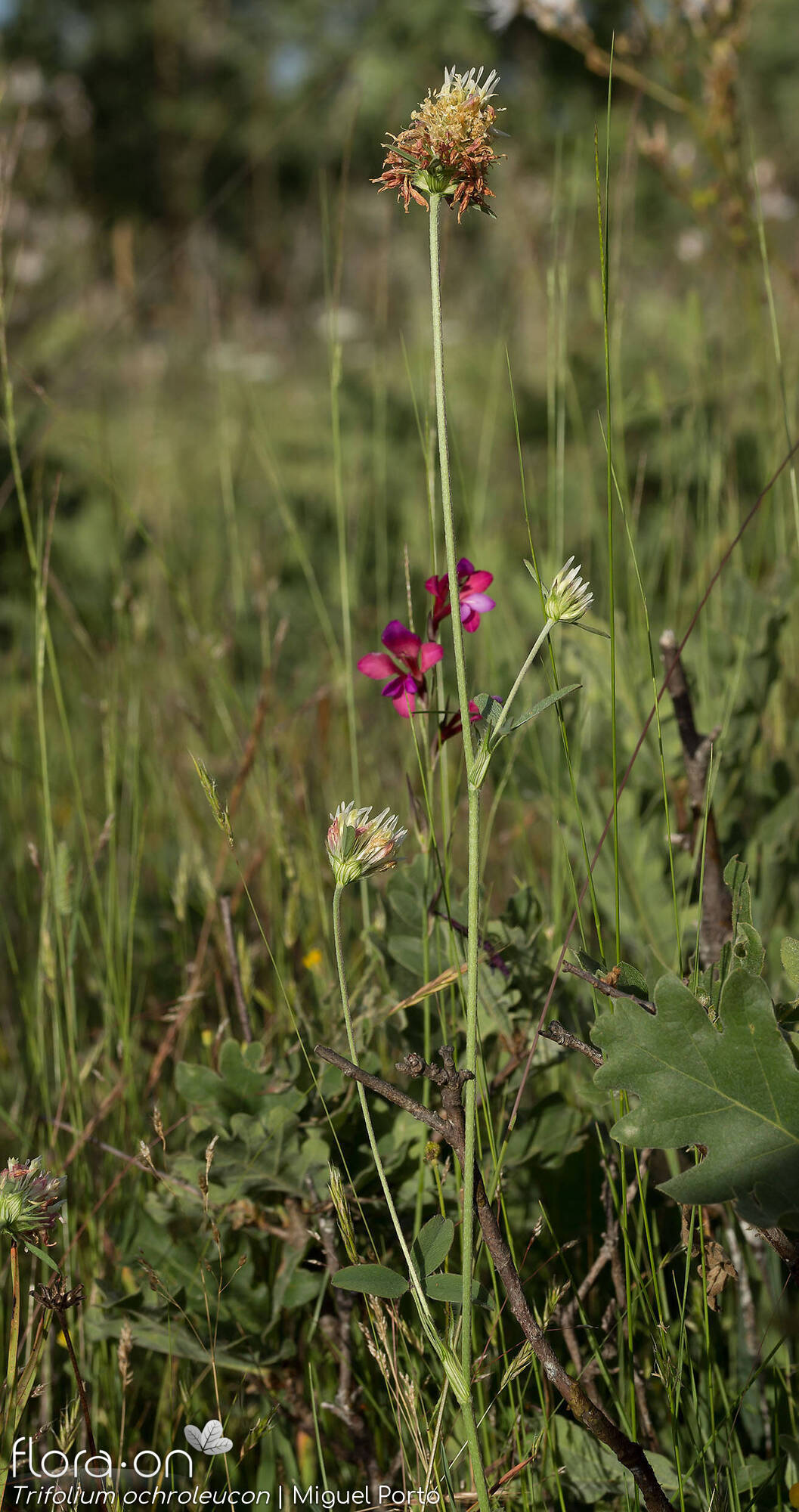 Trifolium ochroleucon - Hábito | Miguel Porto; CC BY-NC 4.0