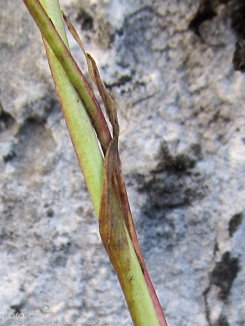 Trifolium physodes - Estípulas | João Domingues Almeida; CC BY-NC 4.0