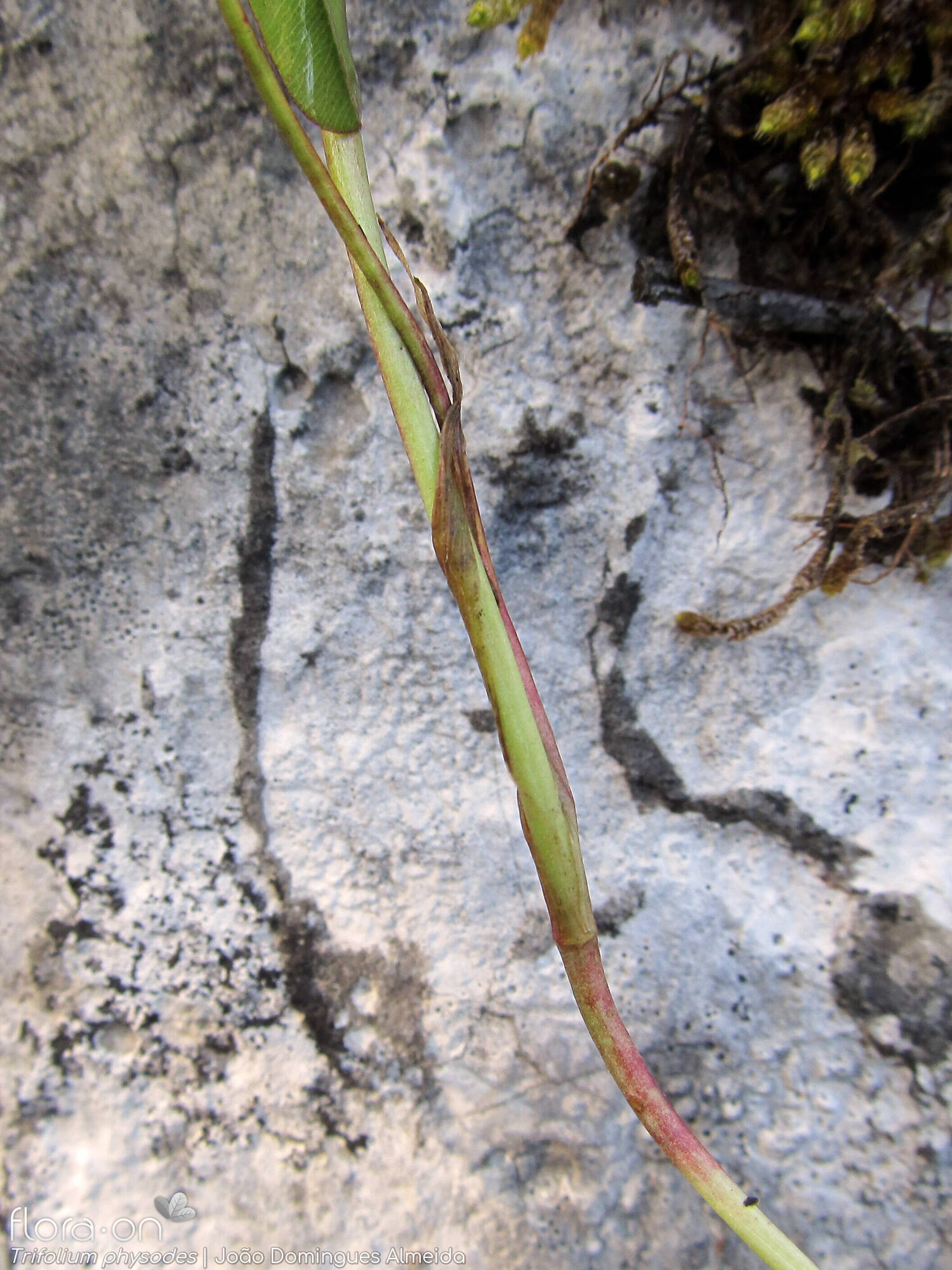Trifolium physodes - Caule | João Domingues Almeida; CC BY-NC 4.0