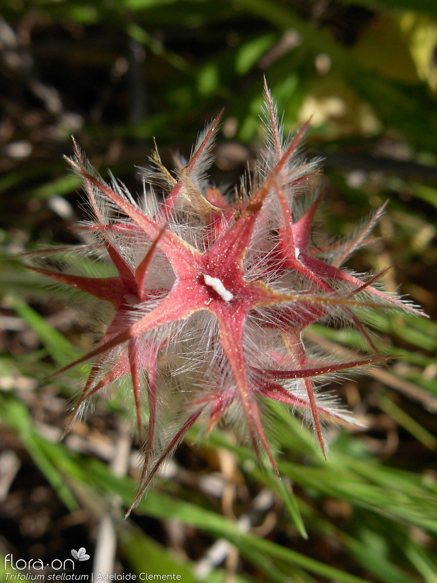Trifolium stellatum - Flor (close-up) | Adelaide Clemente; CC BY-NC 4.0