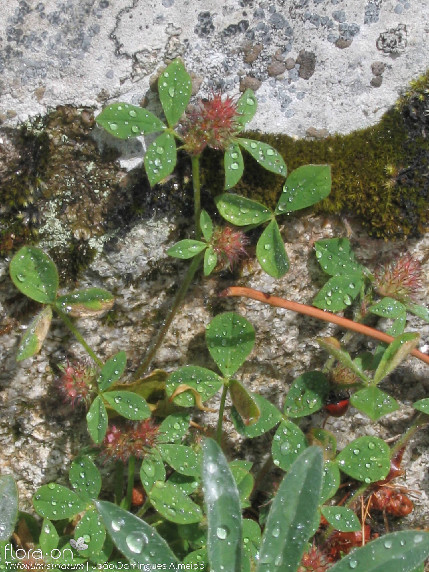 Trifolium striatum - Hábito | João Domingues Almeida; CC BY-NC 4.0
