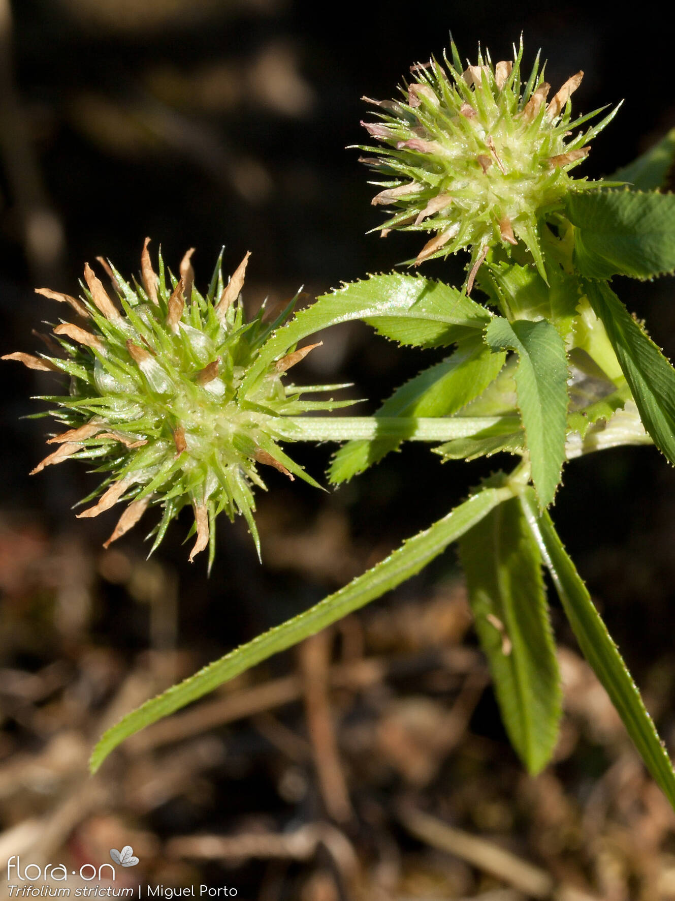 Trifolium strictum - Flor (geral) | Miguel Porto; CC BY-NC 4.0