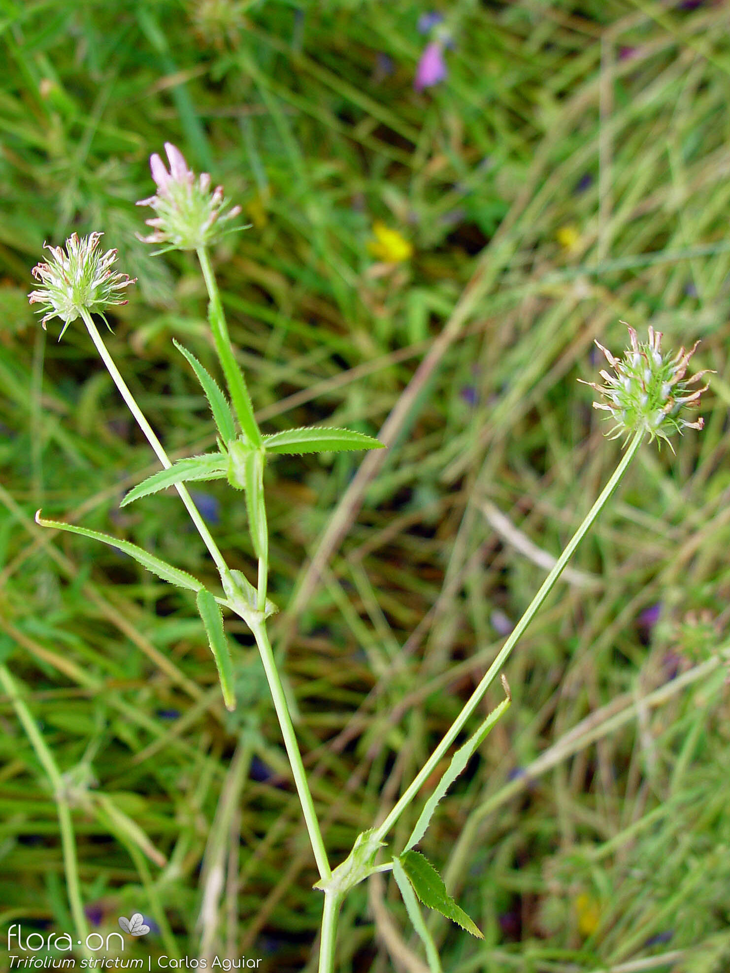 Trifolium strictum - Flor (geral) | Carlos Aguiar; CC BY-NC 4.0