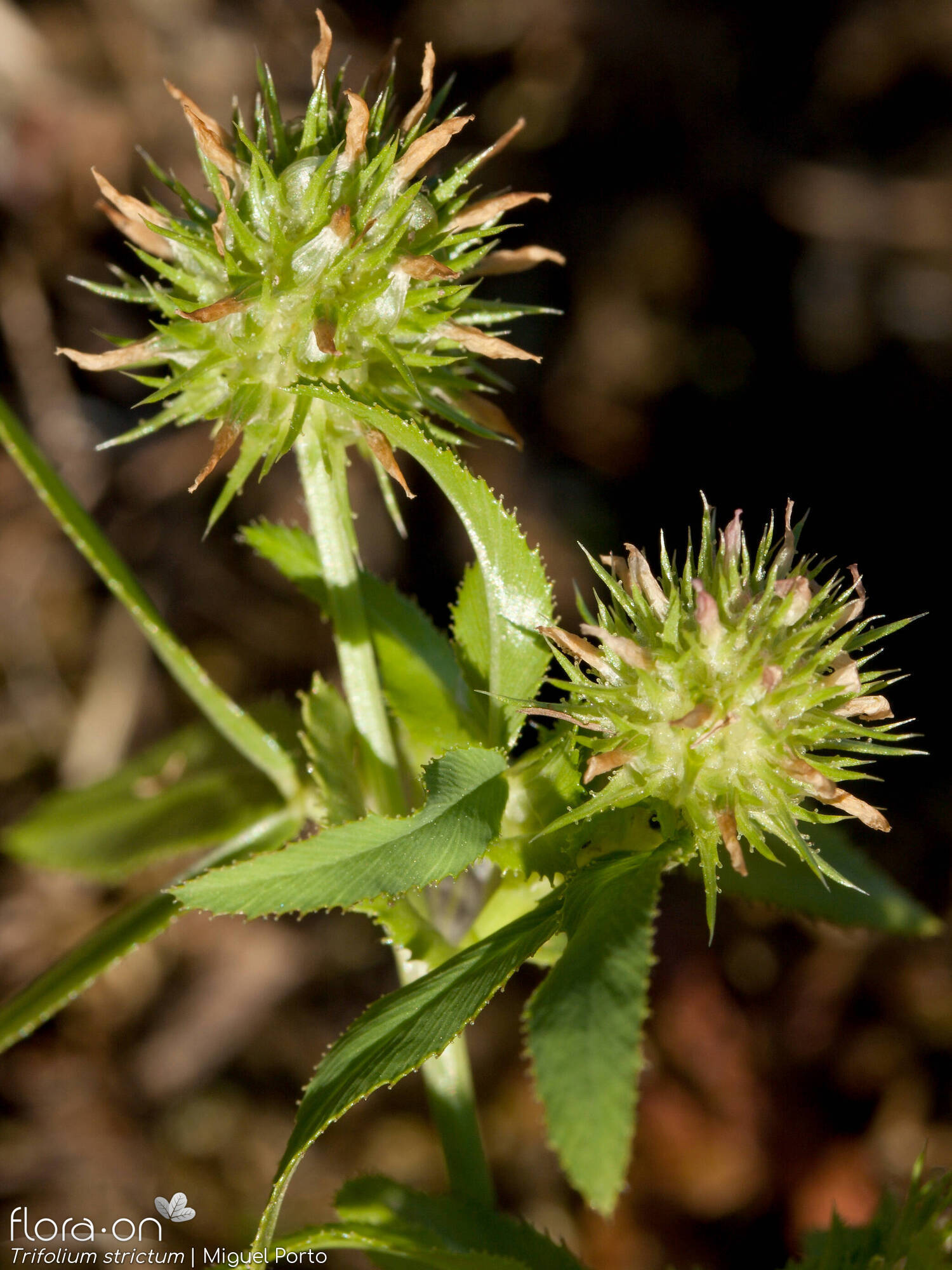 Trifolium strictum - Flor (geral) | Miguel Porto; CC BY-NC 4.0