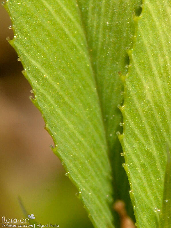 Trifolium strictum - Folha | Miguel Porto; CC BY-NC 4.0