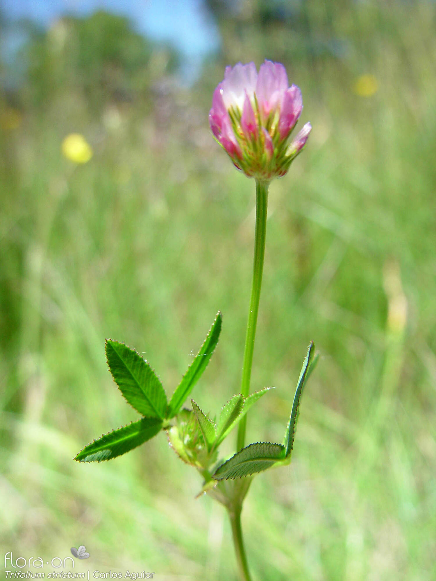 Trifolium strictum - Flor (close-up) | Carlos Aguiar; CC BY-NC 4.0