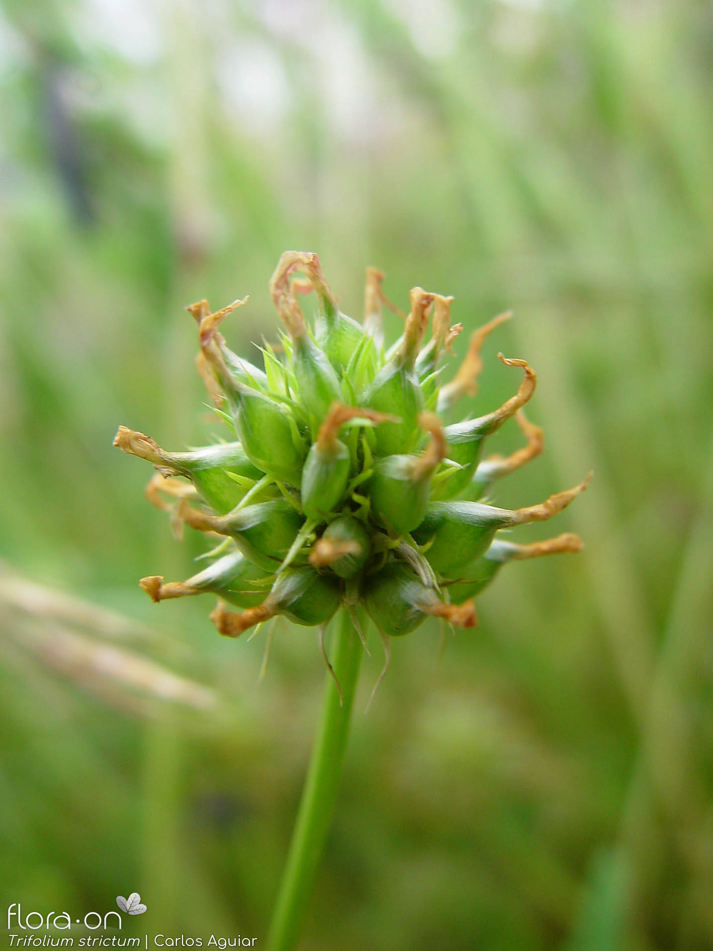 Trifolium strictum - Fruto | Carlos Aguiar; CC BY-NC 4.0