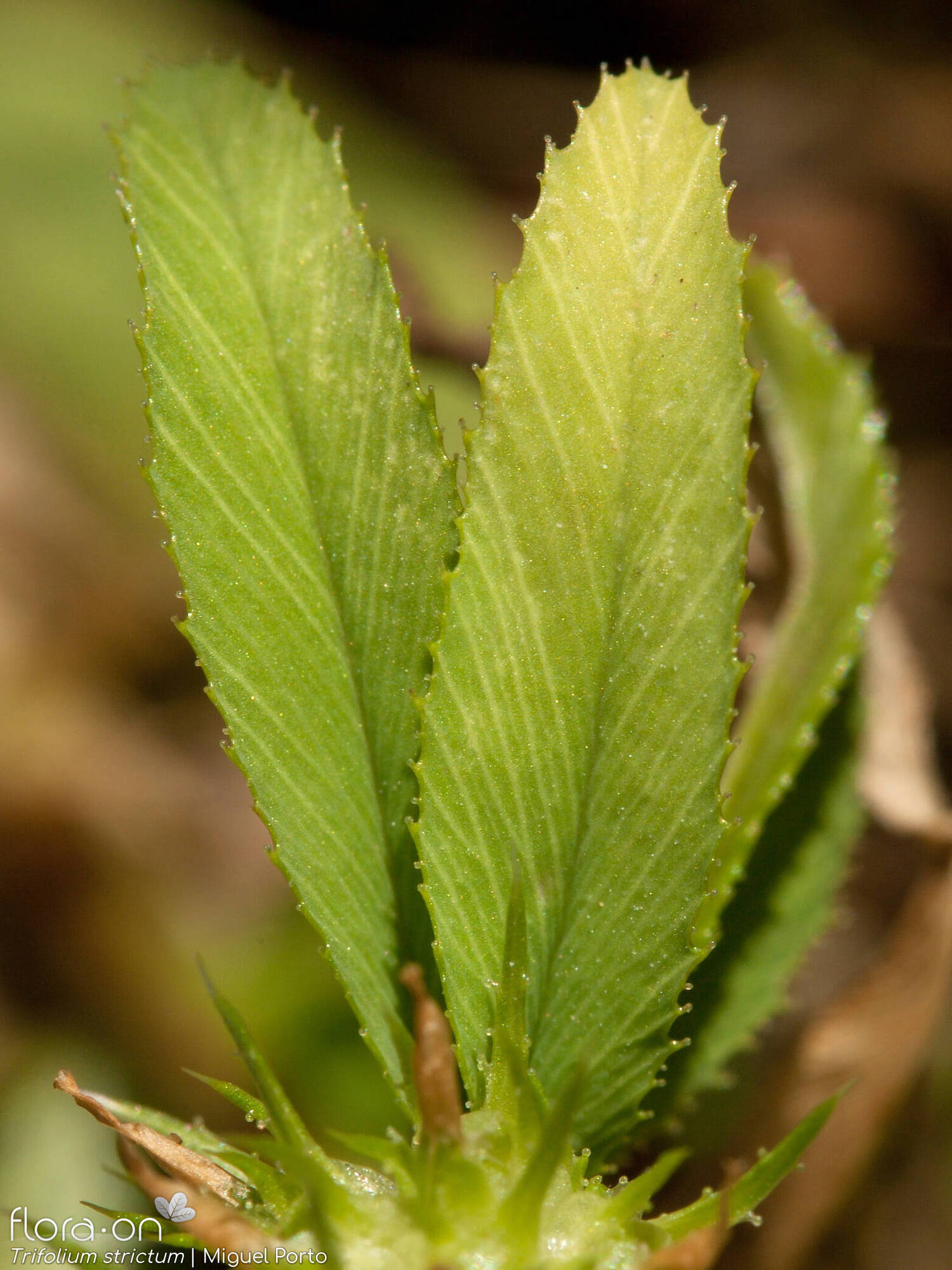 Trifolium strictum - Folha | Miguel Porto; CC BY-NC 4.0