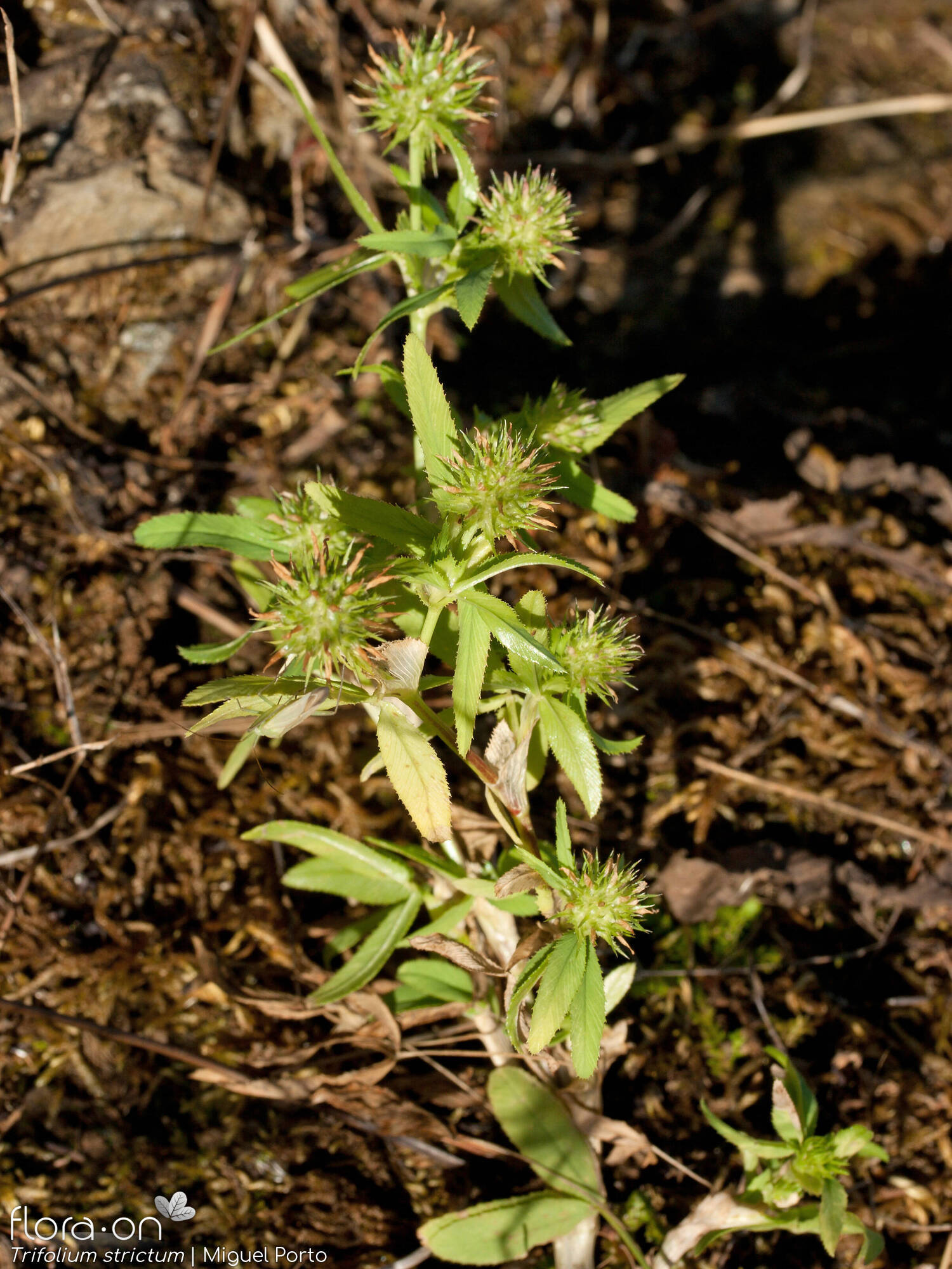 Trifolium strictum - Hábito | Miguel Porto; CC BY-NC 4.0