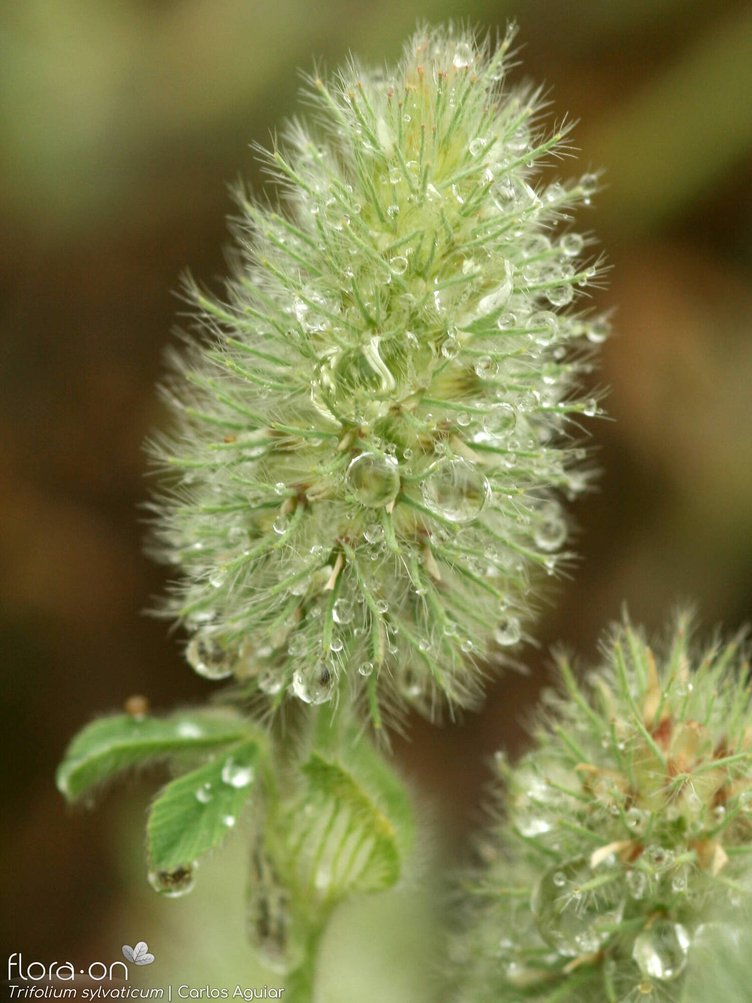 Trifolium sylvaticum - Flor (geral) | Carlos Aguiar; CC BY-NC 4.0