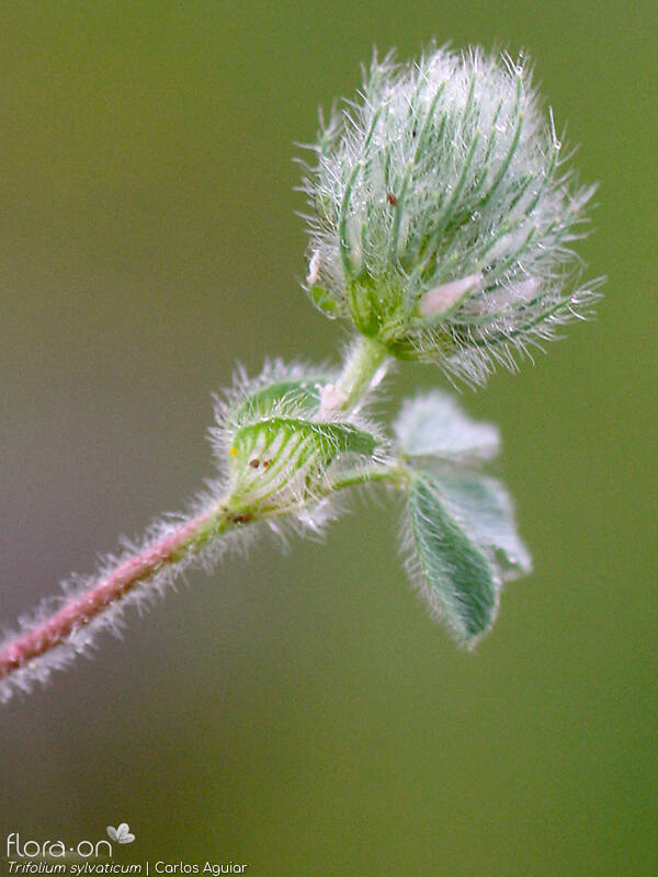 Trifolium sylvaticum - Flor (geral) | Carlos Aguiar; CC BY-NC 4.0