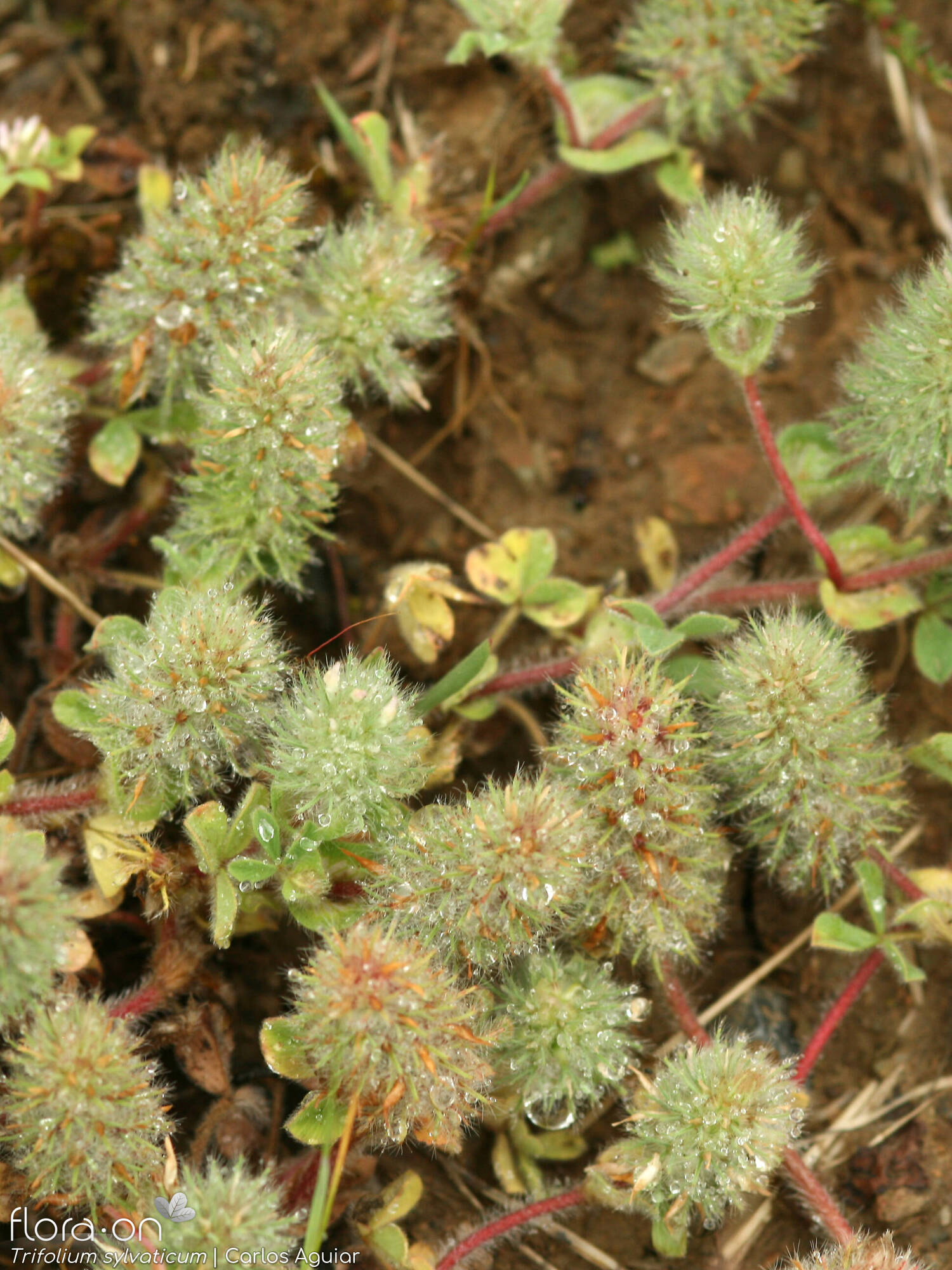 Trifolium sylvaticum - Hábito | Carlos Aguiar; CC BY-NC 4.0