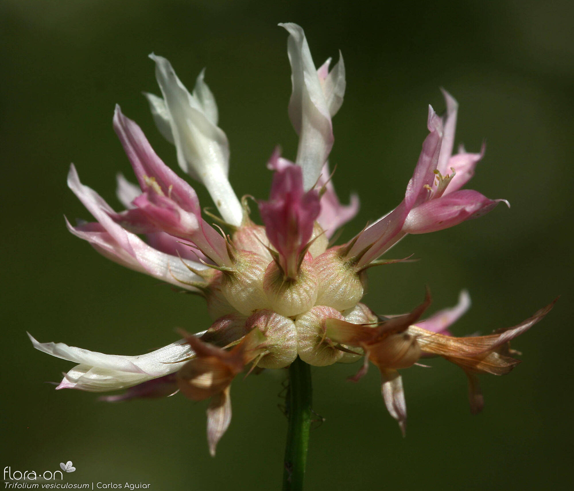 Trifolium vesiculosum - Flor (close-up) | Carlos Aguiar; CC BY-NC 4.0