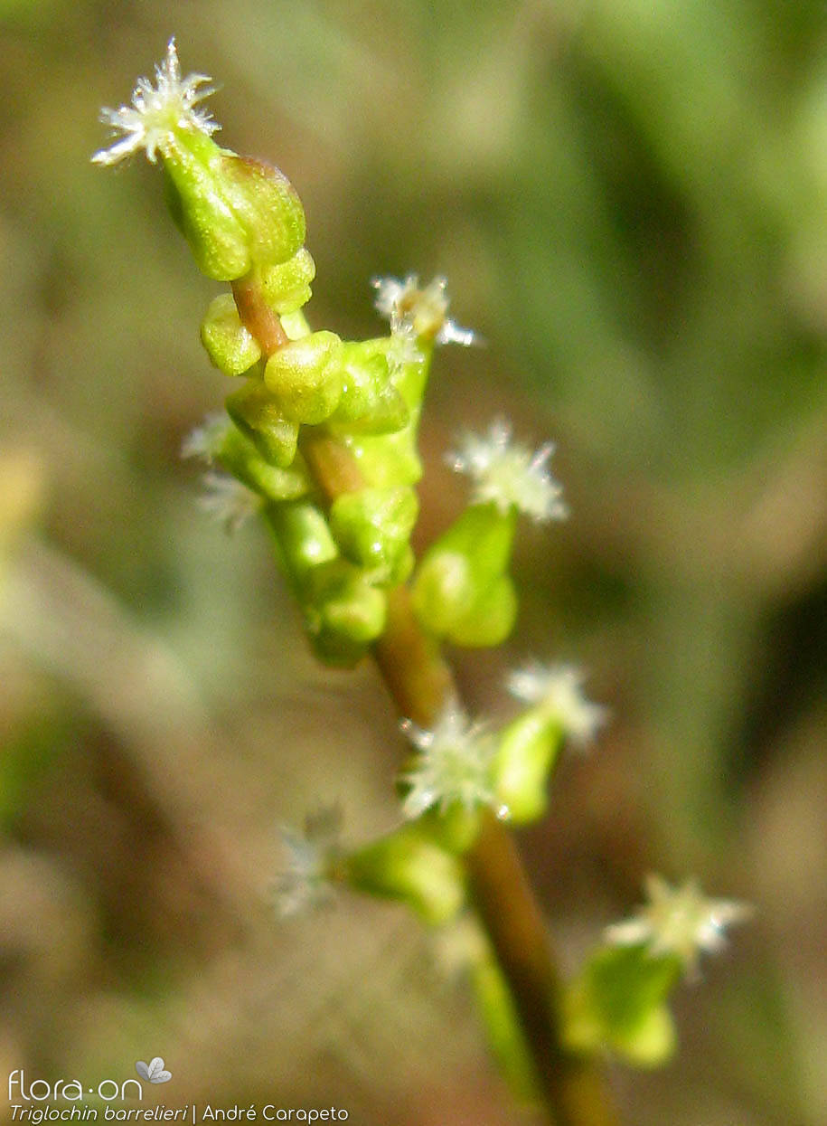 Triglochin barrelieri - Flor (geral) | André Carapeto; CC BY-NC 4.0
