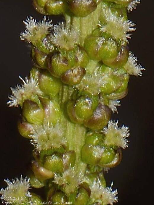 Triglochin maritimum - Flor (close-up) | Paulo Ventura Araújo; CC BY-NC 4.0