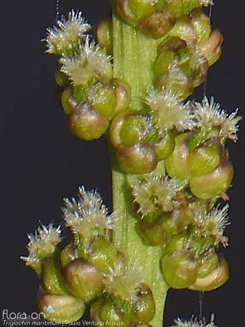 Triglochin maritimum - Flor (close-up) | Paulo Ventura Araújo; CC BY-NC 4.0